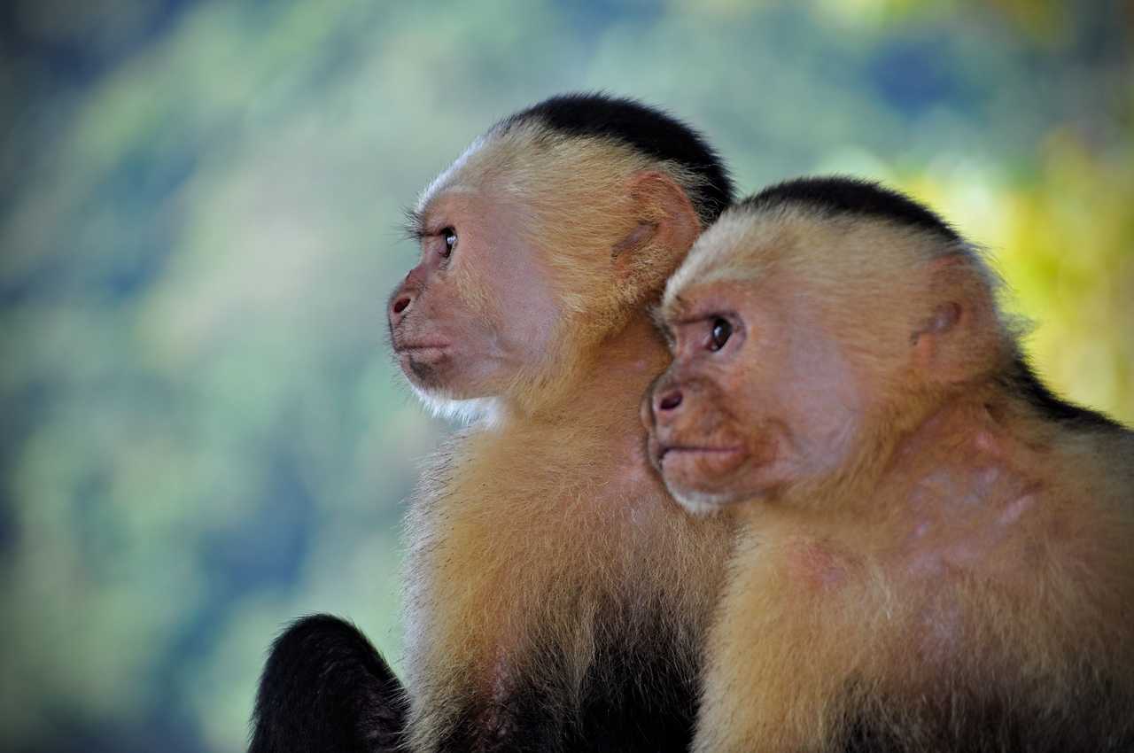 Wild monkeys in Costa Rica