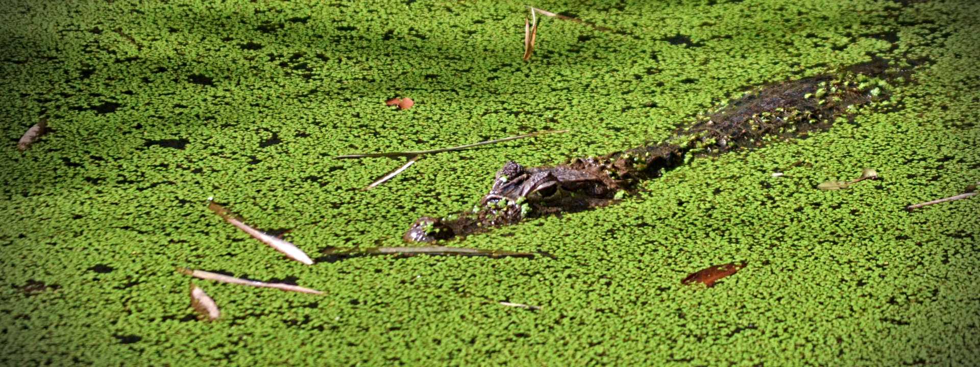 Wild Crocodile in Costa Rica
