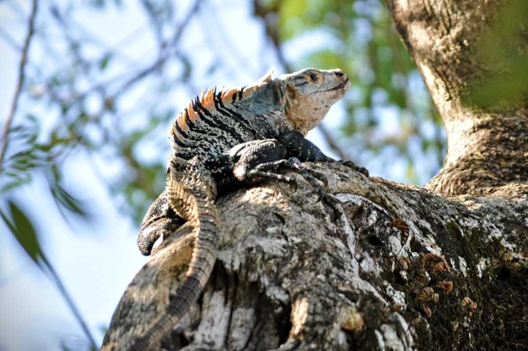 Party in Costa Rica