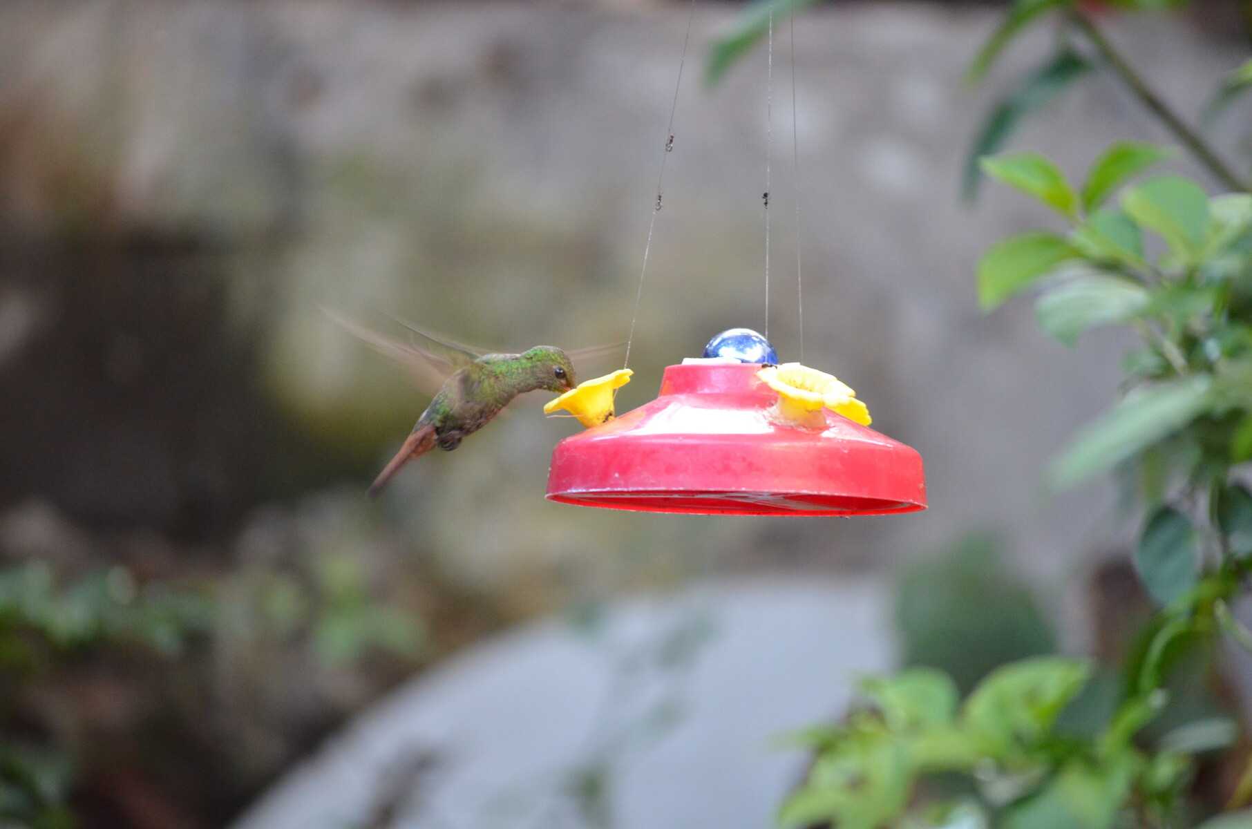 Colibri in Costa Rica