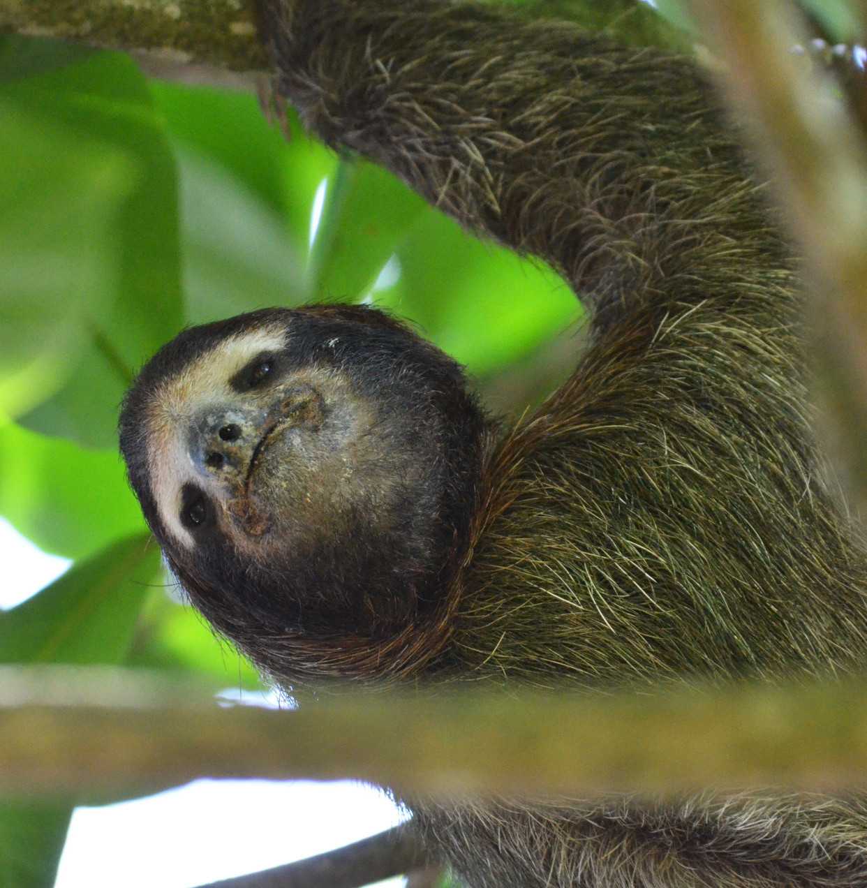 Sloth in Costa Rica